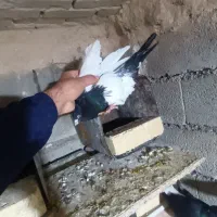 کبوتر|پرنده|فیروزآباد (لرستان), |دیوار