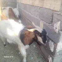 دو عدد نری  چاق و سر حال  برا داشت و کشتن.|حیوانات مزرعه|بم, |دیوار