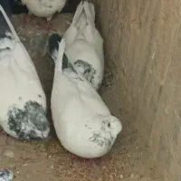 کبوتر خالسبز عتیقه|پرنده|خاش, |دیوار