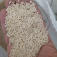 برنج کامفیروزی درجه یک به شرط قیمت 255|خوردنی و آشامیدنی|شیراز, شهدای شهرک سعدی|دیوار