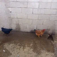 مرغ