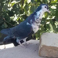 کبوتر