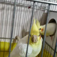 عروس هلندی لوتینو مولد به همراه تخم نطفه دار|پرنده|نسیم‌شهر, |دیوار