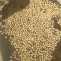 گردو|خوردنی و آشامیدنی|شاهین دژ, |دیوار