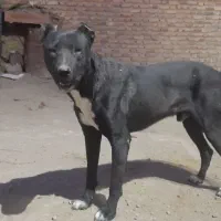 سگنر|سگ|بهار, |دیوار