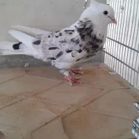کبوتر پشتار وسرور