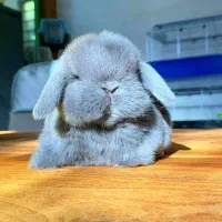 خرگوش لوپ اروپایی کیوت|موش و خرگوش|یزد, |دیوار