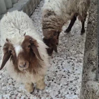 میش و بره نر