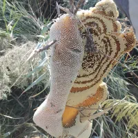عسل کوهی (وحشی)