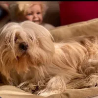 چند عدد سگ پاکوتاه نژاد دار