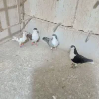 کبوتر پرشی ارزان و ساده دم سفید پشت زرد فری سار