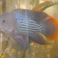 ماهی گوشت خوار