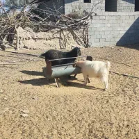 گوسفند|حیوانات مزرعه|ارزوئیه, |دیوار