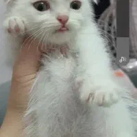 اسکاتیش بیریتیش/۲ماه/ فلد/ با اصالت گرید /خانگی|گربه|فردیس, شهرک ناز|دیوار