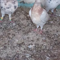 درود خدمت تمام عشق بازان عزیز