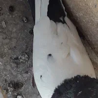 سینه سیاه ماده