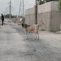 ماده سرابی 17 ماهه