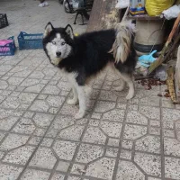 فروش فوری سگ هاسکی معاوضه با مرغ و خروس لاری اصیل