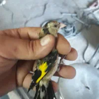 سره نرو ماده .قناری|پرنده|ری, ولی آباد|دیوار