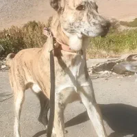 سراب نر دورگه ماری