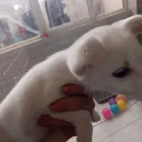 سگ پامر|سگ|صباشهر, |دیوار