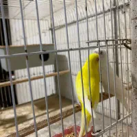 مرغ عشق هلندی|پرنده|قشم, |دیوار