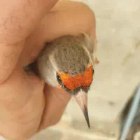 سهره زاغ نر قواره دار