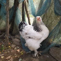 مرغ خروس برهما لایت ۲،۶۰۰۰۰۰|حیوانات مزرعه|لاهیجان, آهندان|دیوار