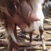 بز دوقلو زا .جملی