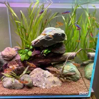 اکواریم گیاهی حرفه ای کامل