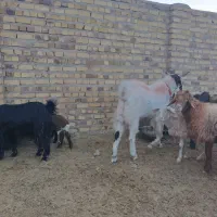 نربز بزغاله آمریکایی اصل