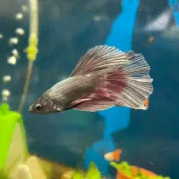 پارت اخر فایتر و گوپی با ۱۰٪ تخفیف