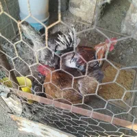 مرغ و خروس
