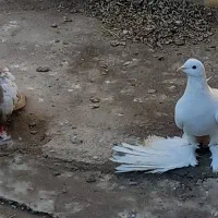 یک عدد توهلی و تهرانی