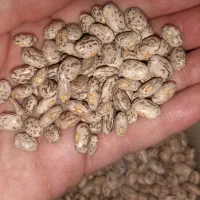 لوبیا چیتی|خوردنی و آشامیدنی|معمولان, |دیوار