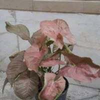 گل آپارتمانی سینگونیوم صورتی