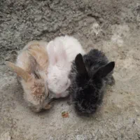 خرگوش خانگی درجه|موش و خرگوش|مهاباد (آذربایجان غربی), |دیوار