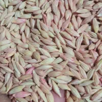 جوابی|گل و گیاه طبیعی|بروجرد, |دیوار