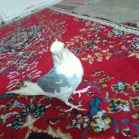 پرنده عروس پاریس|پرنده|اهواز, کارون|دیوار
