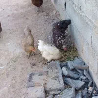 فروش مرغ تخم گذار