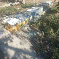 فروش کندو با زنبور  و کندو خالی