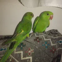 جفت ملنگو