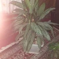 سه عدد گل دیفین|گل و گیاه طبیعی|ثلاث باباجانی, |دیوار