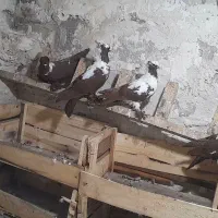 ککیلی|پرنده|اردبیل, |دیوار