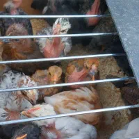 جوجه یک ماهه