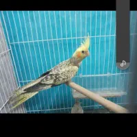 جفت‌عروس‌وجفت‌مرغ عشق