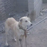 سگ افغانی|سگ|زاهدان, |دیوار