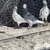 نر جوانه