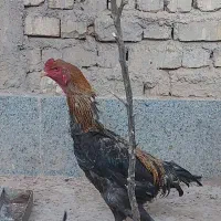 تخم لاری