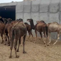 ۱۰ نفر شتر بلبون ماده